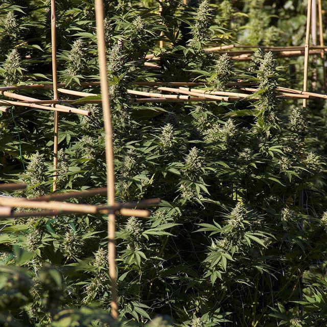 yetifarms's tweet photo. Sundayzzzz Fun Dayzzzz 🌳🌳
#YetiFarms #Humboldt #Kush #Cannabis #THC #TopShelf #GrowLife #M… http://t.co/clqg7xUczH http://t.co/JrTInA6PLr