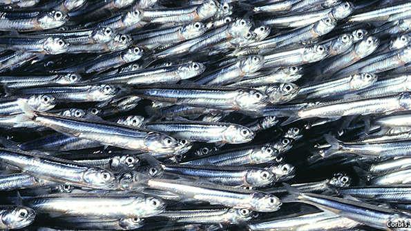 Анчоус омега 3. Лучшие анчоусы. Лучшие анчоусы. Европейский анчоус хамса. Хамса рыба соленая.