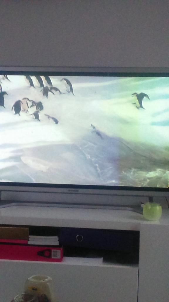 KWhitfield21's tweet photo. Penguins on blue planet! Loving life right now @tamsinxo1 #sundayfunday http://t.co/CUGwVe8uyA