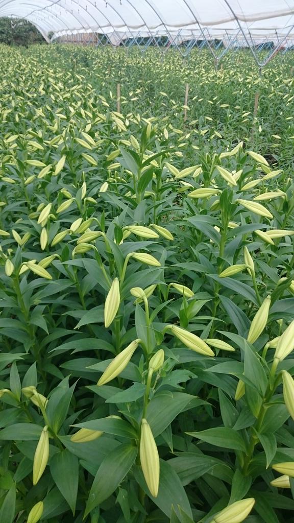 FarmersOfTheUK's tweet image. Soon be time for bed, 6 o clock lily planting again in the morning! #digdigdig