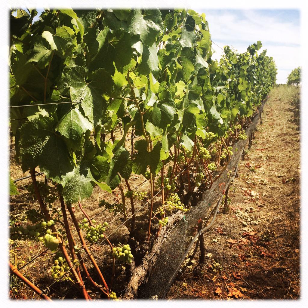 Heron Lake Chard on the vine @tedwardwinesnyc <a href="/EnfieldWineCo/">EnfieldWineCo</a> #Calivinication #tedwardwesttour