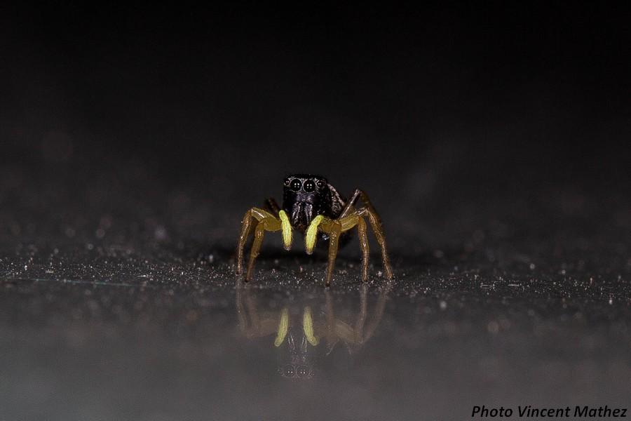 VM_Photos's tweet photo. Araignée Heliophanus cupreus #Canon 650D + 100 Macro L, plus de #photos sur http://t.co/UwERlV5lVZ @CanonFrance http://t.co/FC2nMBUOJf