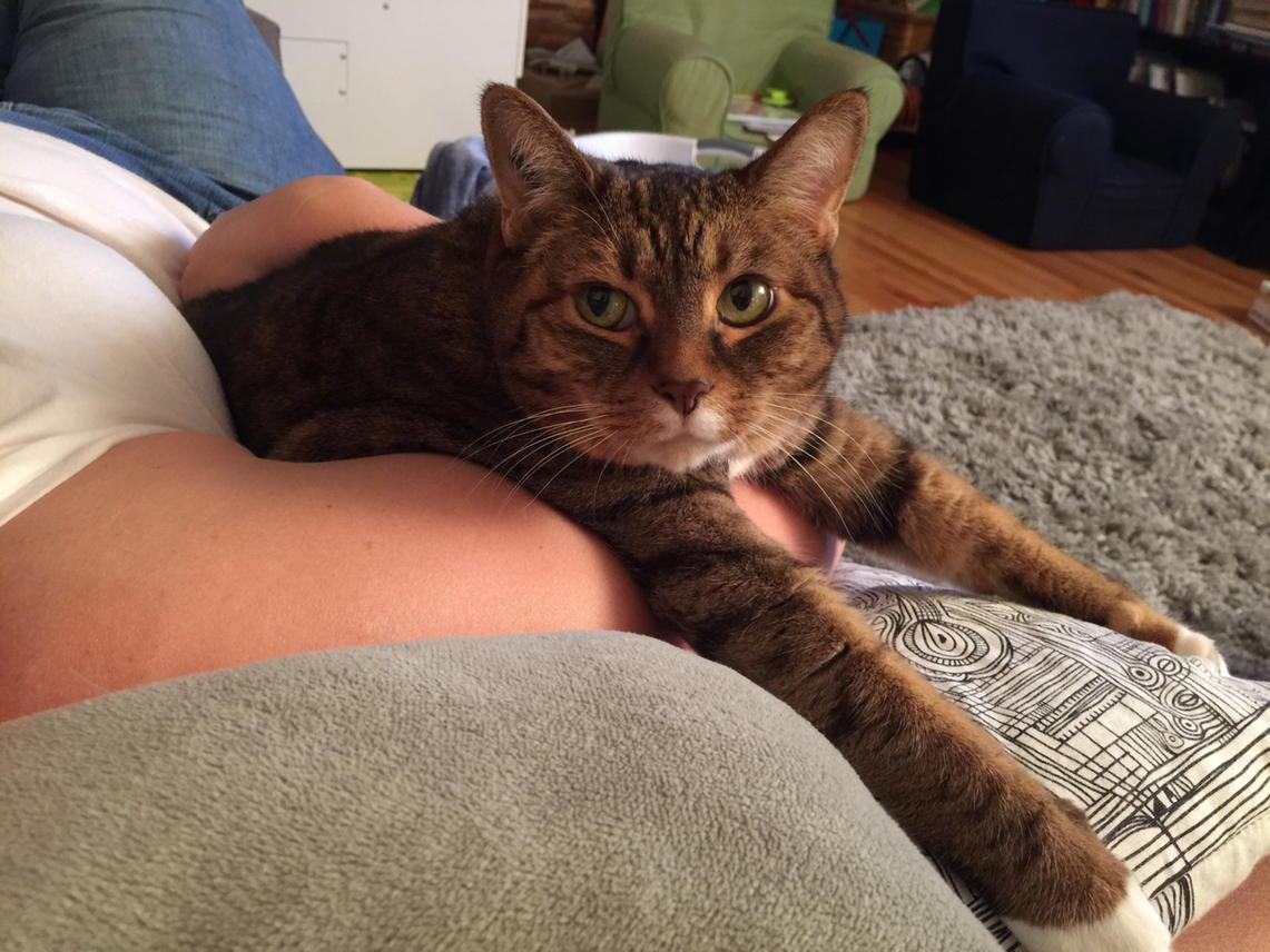 CatOnToilet's tweet photo. I don't know what you're thinking, human, but I don't like it http://t.co/ER9xFwsnlZ