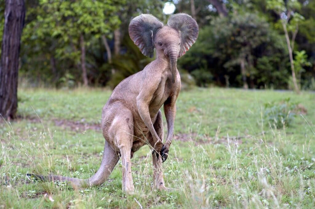Кенгуру для собак. Ежик. Двуногие травоядные динозавры. Двуногие животные. Двуногие животные.