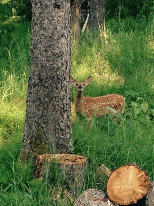 Up close and personal quite fawn in the park#whitetail