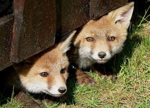What are those people on horses with dogs doing?? #KeepTheBan