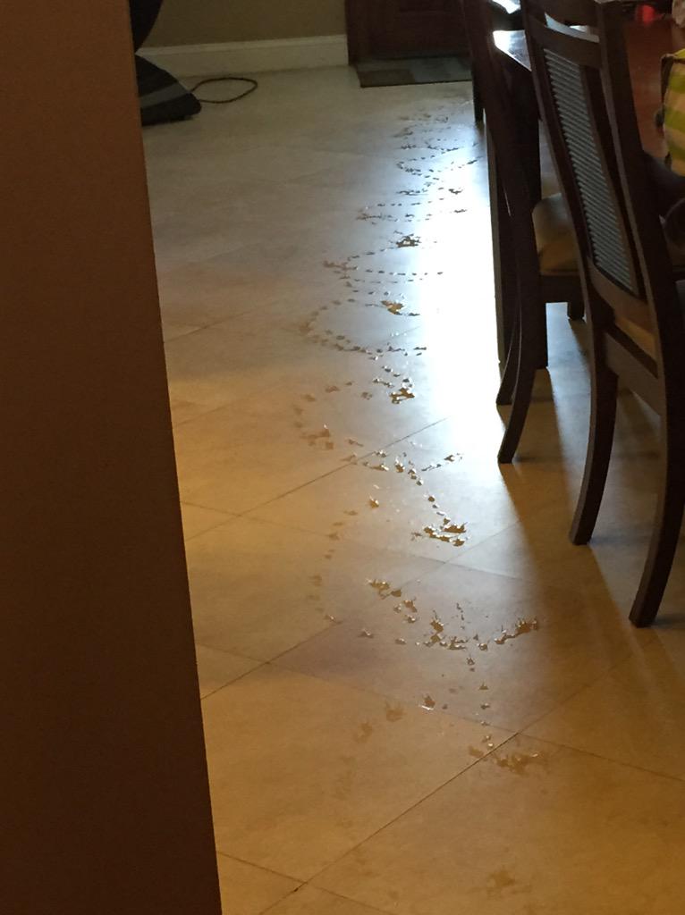 judgealexferrer's tweet image. My son&apos;s roommate has the cutest puppy that isn&apos;t yet housebroken but is apparently extremely artistic! #dontknowhow