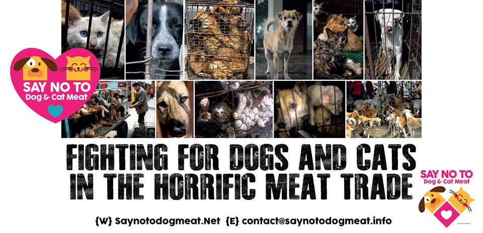 What will stop South Korea’s dog meat trade? Read more: 
facebook.com/SayNoToDogMeat… #saynotodogmeat