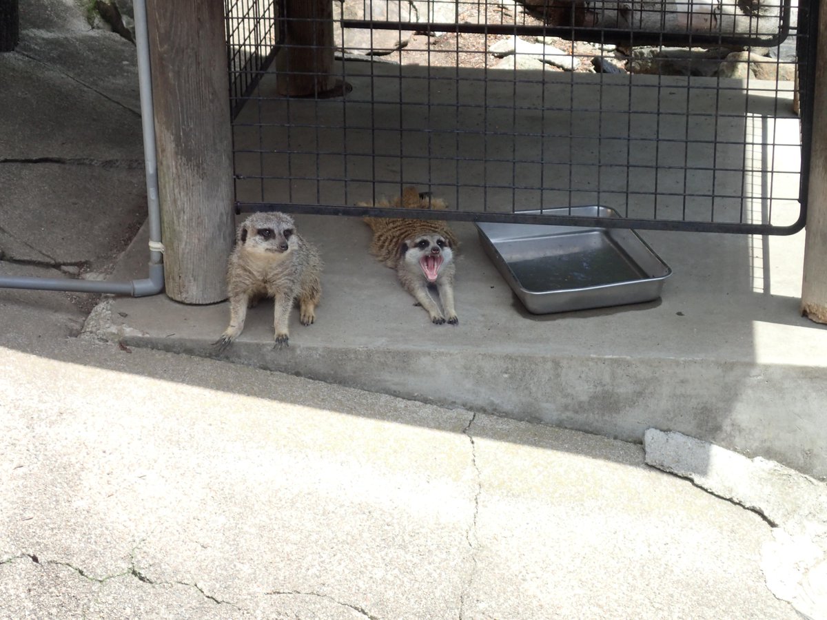 moriokazoo's tweet photo. 日影のコンクリートの上は冷たくて気持ちが良いらしく、腹ばいになって大あくび。 http://t.co/iQy0kECIkF