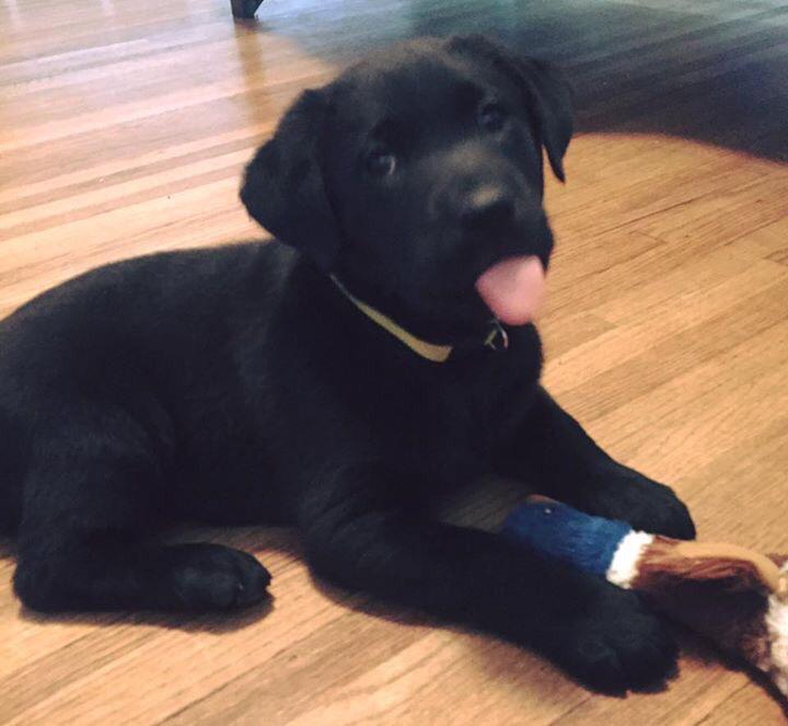 bmanolson_bryan's tweet photo. My new hunting buddy Jax #labradorsareawesome http://t.co/xbgWMXj59U
