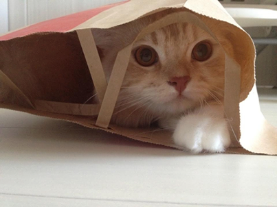 kit_lovely_kit's tweet photo. 猫ちゃんの画像にいやされたらRTしてね(=´∇｀=) https://t.co/9TkhMMMvdN