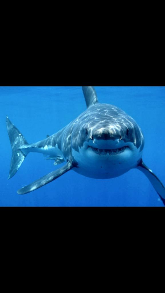 SleazySavezzy's tweet photo. #roguesharkcontest http://t.co/UzrCTCU8qe