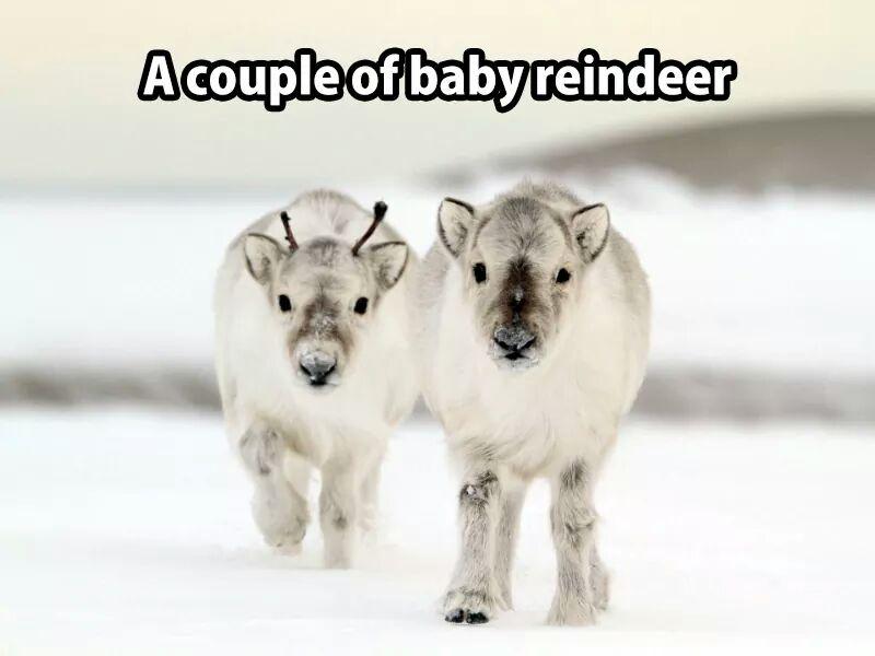 Turbocat777's tweet image. @serephita #fluffoverload!