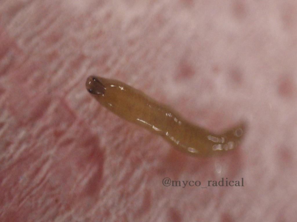 くさびらじかる 昨日 極上なタマゴタケの傘の上をウロチョロしていたヤツ いつものタケカのウジやら線虫ではないな この黒いのは目みたいな Kinokole Http T Co 4swkqoqc6h くさびらじかる 昨日 極上なタマゴタケの傘の上をウロチョロしていたヤツ いつものタケカのウジやら線虫ではないな この黒いのは目みたいな Kinokole Http T Co 4swkqoqc6h