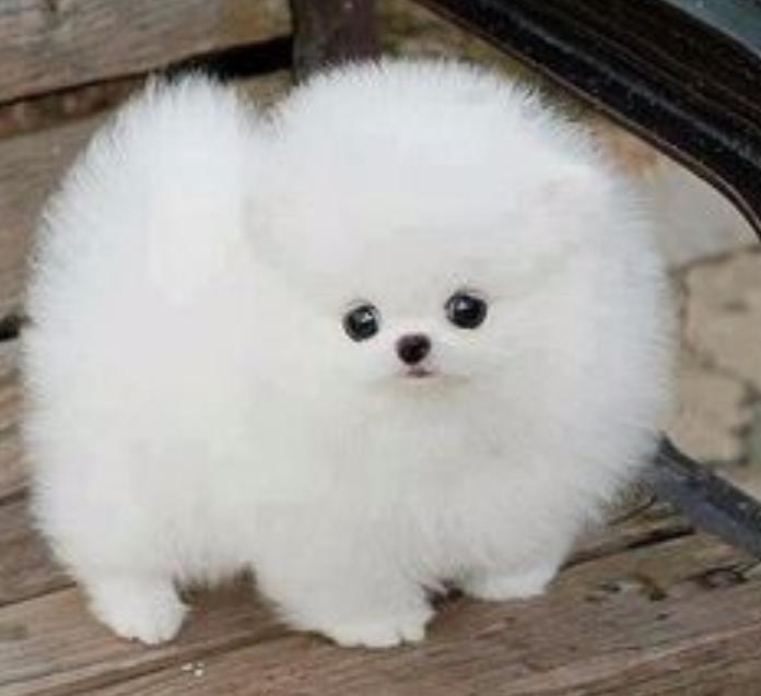 DemeterDragon's tweet photo. #OneDayManWill cross-breed a cotton ball with a dog http://t.co/yzhQ5wZUI7