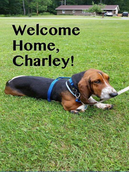 lostpetscentre's tweet photo. Another one home in #centrecounty after 10 days on the run.  #portmatilda #HappyValley #bassethound http://t.co/8BVzUigeL9