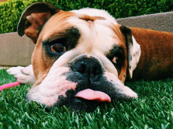 Meet Australian Actor Harry Cook and His Adorable English Bulldog, Poppy vytm.in/fUIfhg #dog