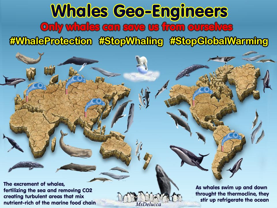 Marli_Delucca's tweet image. @P4Animals @MJTKPsychology @noaaocean #WhaleProtection #StopWhaling #StopGlobalWarming