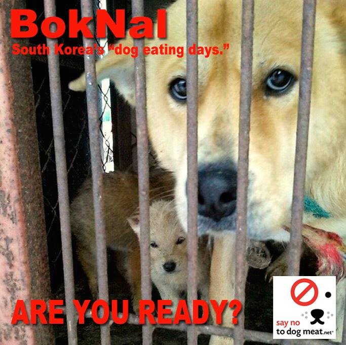 BOK NAL - first hand experiences:  saynotodogmeat.net/2015/07/12/bok… #saynotodogmeat