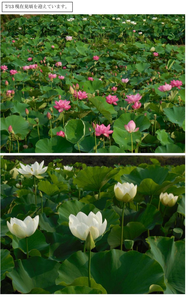 群馬県の睡蓮の花 蓮池の名所18 開花状況や見頃時期 まったりと和風