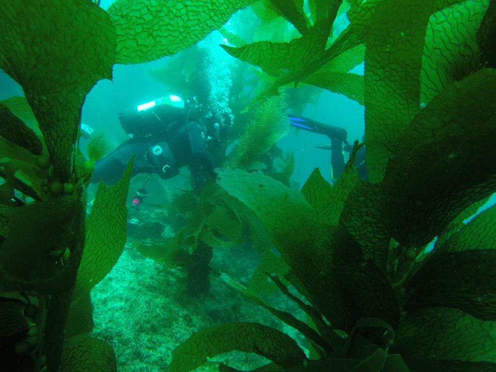WeekendDiver's tweet photo. Just finished two days of awesome #catalina #socal #scuba #diving. Dive trip recap coming soon. #gopro @GoPro http://t.co/Pu7IBdStz9