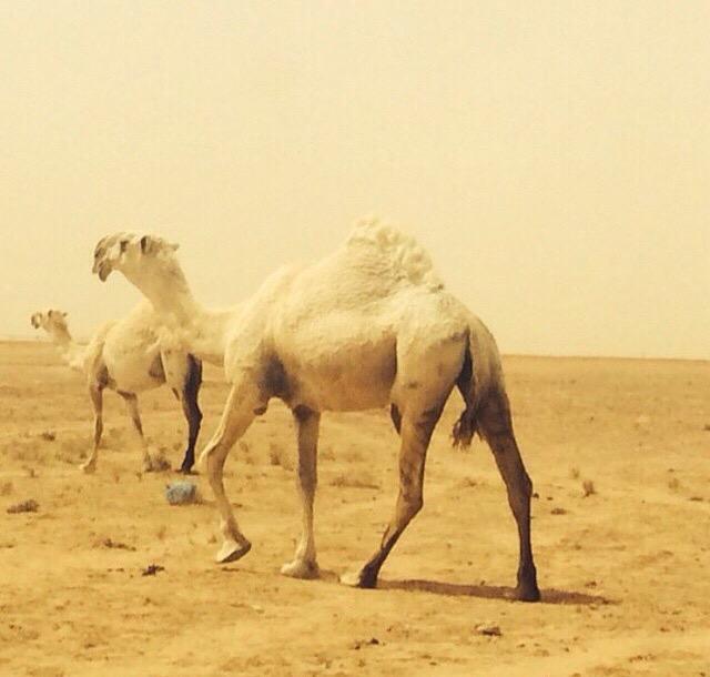 bs2023's tweet image. 