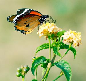 Reviews_DSLR's tweet photo. Capture the beautiful Nature with a perfect Selection of your #BestDSLRCamera @ http://t.co/pzY91tD0GI http://t.co/wb89DYVZ2e