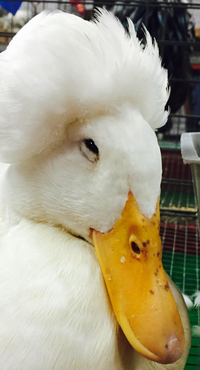 I found Donald (Trump) Duck!! #quaff #beadyeyes #hardnosedbusinessman #whataquackup