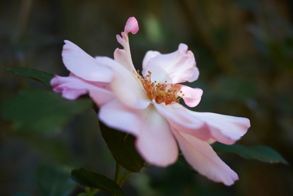 DearSusanPhoto's tweet photo. #36x. Why DSLRs are deader than a doornail for top-quality photography http://t.co/Jb9E0CKkVG http://t.co/ESPWihcnQL