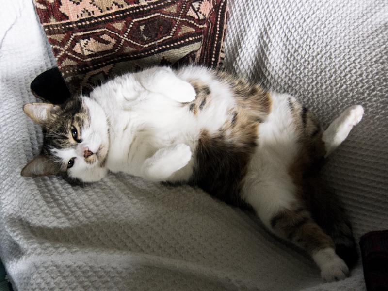 LMartlab's tweet photo. #mondaymotivation #cats #animalsphotography #cute http://t.co/a7r5I4tMZy