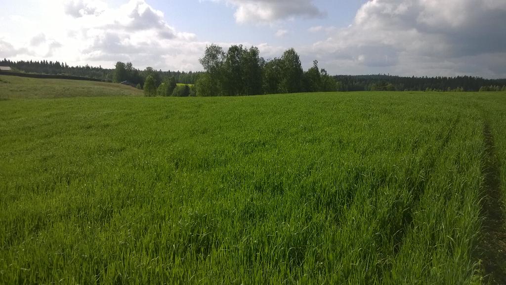 IlkkaSuurUski's tweet photo. #kauraa Keski-Suomen kumpuilevilla pelloilla. #Akseli #Boreal http://t.co/EQeAl9ag3b