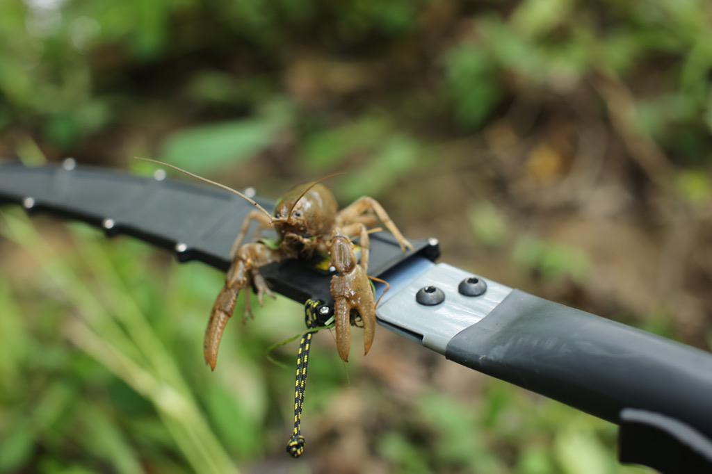 WickedTreeGear's tweet photo. Get off my saw, get your own! http://t.co/KEdLFRR0XJ