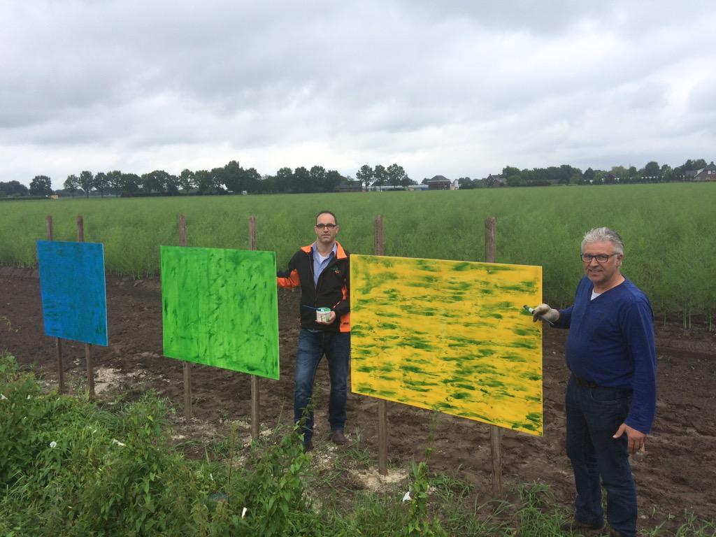 Laat een asperge kever zich misleiden? Proef perceel bij Teboza samen met Boerenbond Agro. Wordt vervolgt.