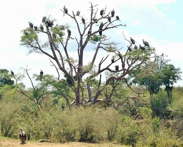 HisiaSafaris's tweet photo. No solo grandes #felinos tiene #Africa, también una gran variedad de #aves de todo tipo #Kenya #safari #viajar #yolo http://t.co/lqBfxXyOqh