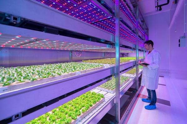LED indoor farms could change the food industry, and help solve world hunger digitaltrends.com/cool-tech/cool…