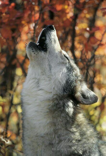 nkDarkDrgmailc1's tweet photo. #protectwolves #savewolves #keepwolveslisted #Protectendangeredspecies #standforwolves
#standforwolvestogether #lobo http://t.co/ZUrktt0ocx