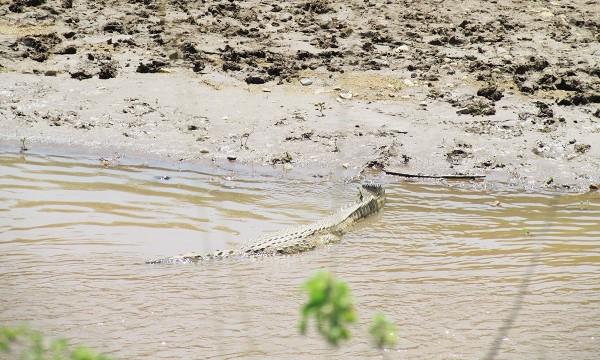 HisiaSafaris's tweet photo. Estos días las #orillas del #Rio #Mara están llenas de #cocodrilos que acechan a sus #presas #Kenya #Africa #Safari http://t.co/nOPD6gGH30