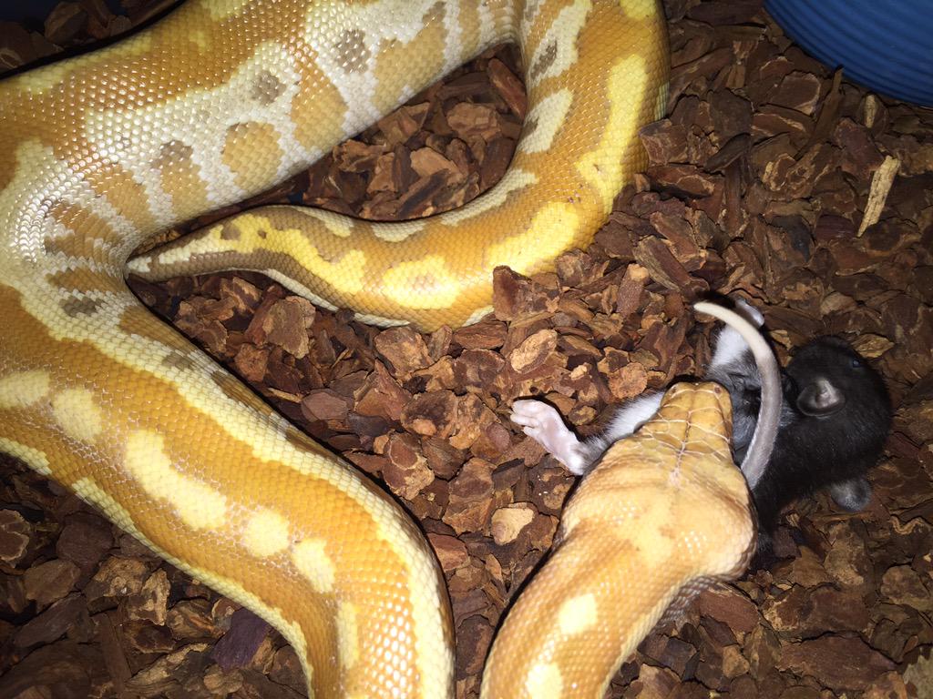 GearworkExotics's tweet image. bc the #pythonbrongersmai eats her meals any way she wants lol #caramelalbino