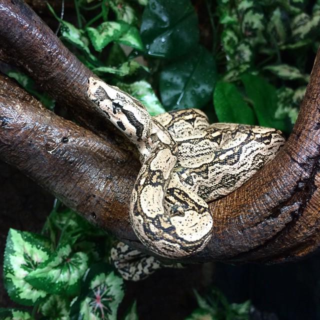 reptiles's tweet photo. #Reptiles: RT @boapit_morphs: Arabesque boa constrictor 👌👌👌#BFL - BOAS F❤️R LIFE #boa #boas #boaconstrictor #boacon… http://t.co/AfO0JjM63L