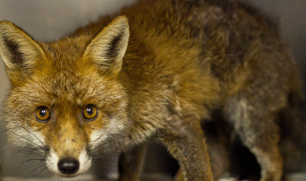 Be a voice for foxes. Hunting must not return! Please support <a href="/RSPCA_official/">RSPCA (England & Wales)</a> action now. #KeepTheBan