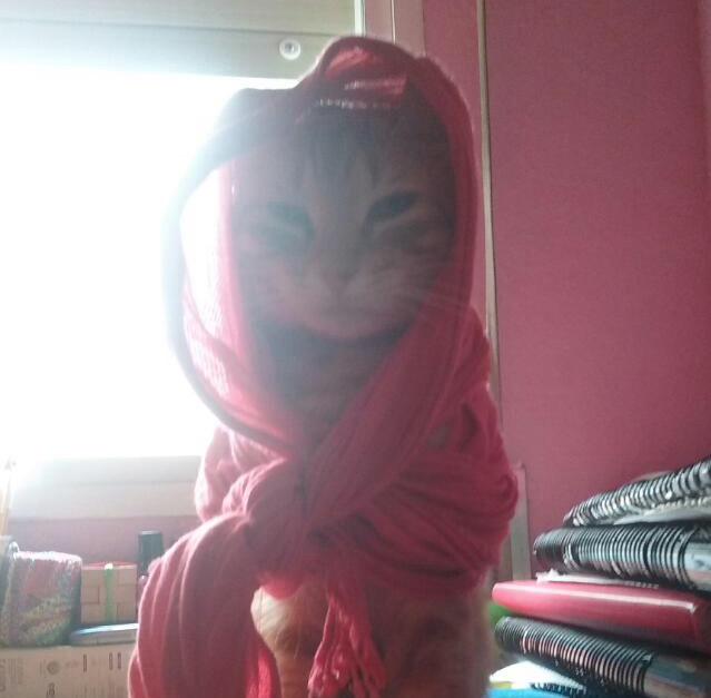 VectorCL's tweet photo. #MeriPS4 y #E3FuturoEnPS4 @PlayStationES @MeriStation porque mi gata quiere enfrentarse a Kratos en un duelo a muerte http://t.co/2LArs1hqtR