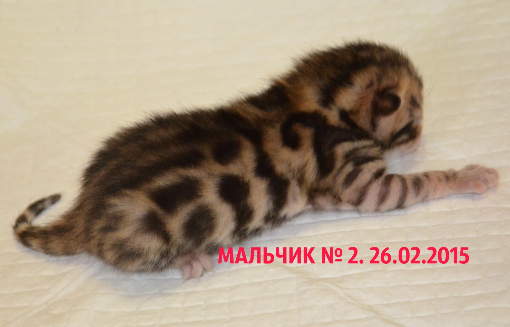 Бенгальская кошка клички для мальчиков