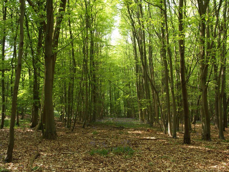 ExtremeCatcher's tweet photo. RT if you ever use the woods as a bathroom to pee. #NatureIsGreat http://t.co/yWAYNGJn4j