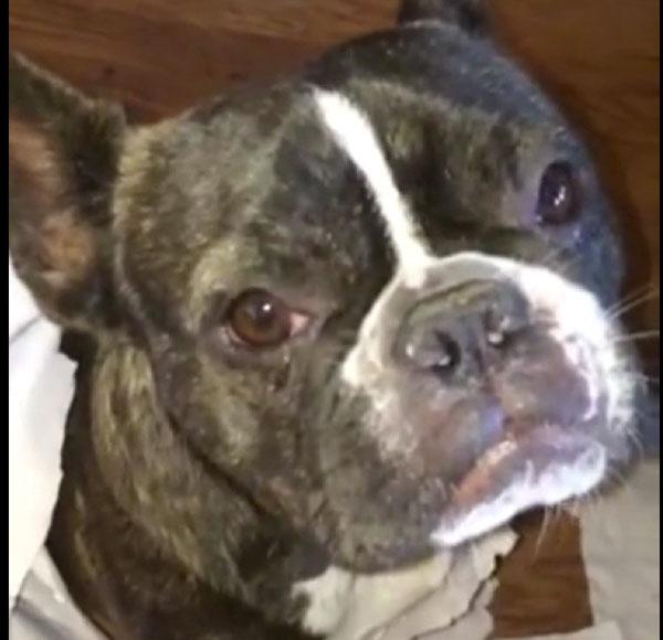 A Bullmastiff Finks On His Frenchie Friend in This Adorable Viral Video vytm.in/oa8okQ #dog