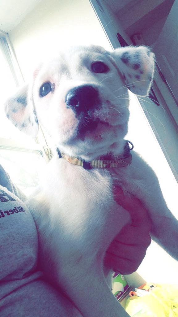NJHuskyHouse's tweet photo. Gorgeous #mastiff #bulldog mix #puppy available for adoption through Husky House. #Adopt http://t.co/nGlkWzqSfj