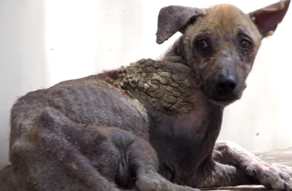 BuyAfterMinting's tweet photo. Homeless Dog Dying From Mange is Completely Transformed Thanks to Rescuers (VIDEO) http://t.co/Ie3lG2VzFN #EarthF… http://t.co/YLZ02mBLJ2