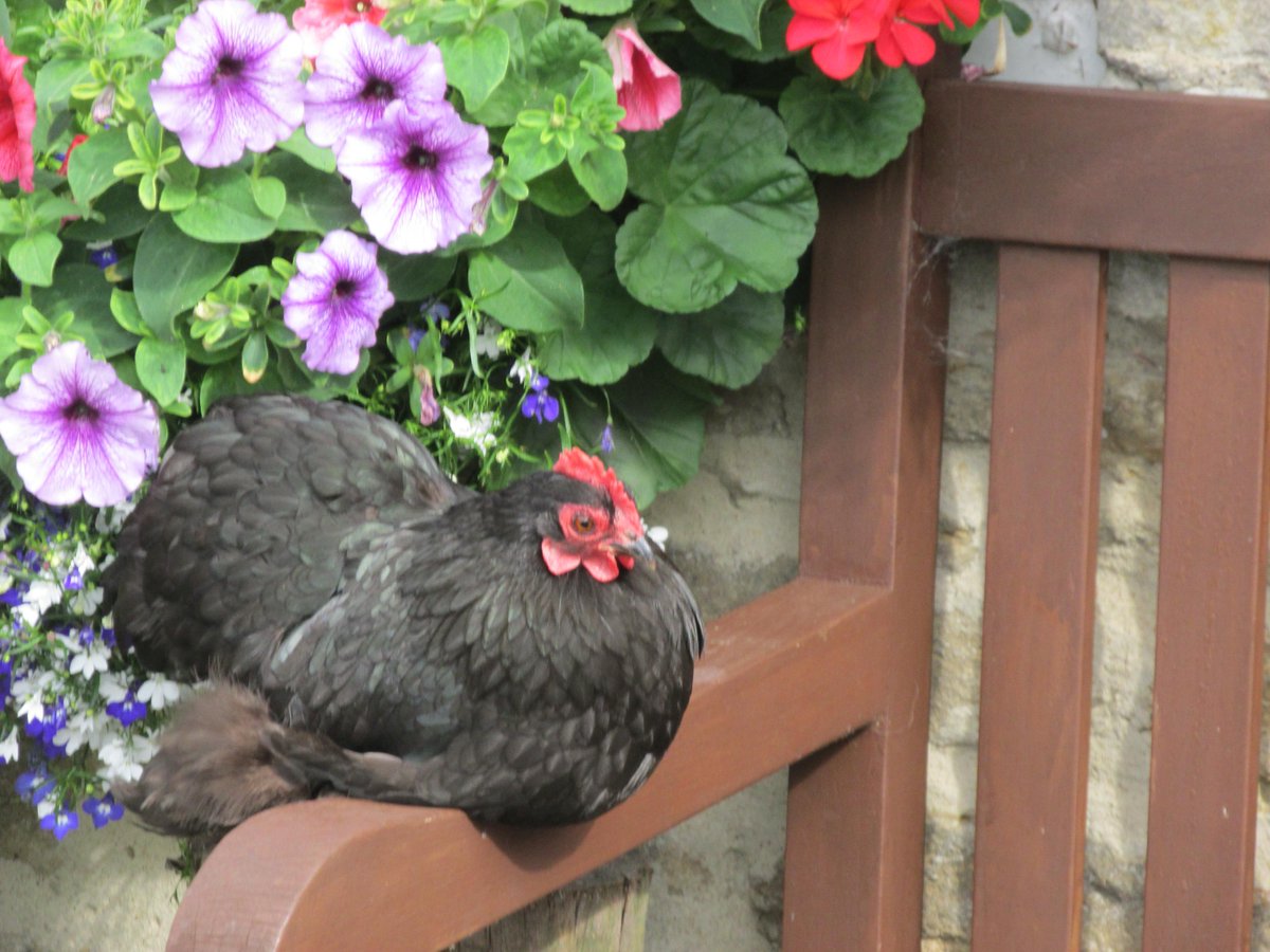 H_Hatching_eggs's tweet photo. This black cochin bantam has found the perfect spot for a rest! http://t.co/Oh80yu7WNK