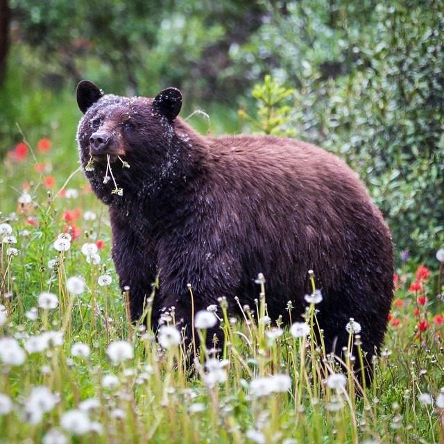 SkiLouise's tweet image. 57 bear sightings in 61 days. Join us lakelouisegondola.com Photo instagram.com/lindsaysmithph… #JustLakeIt #Banff