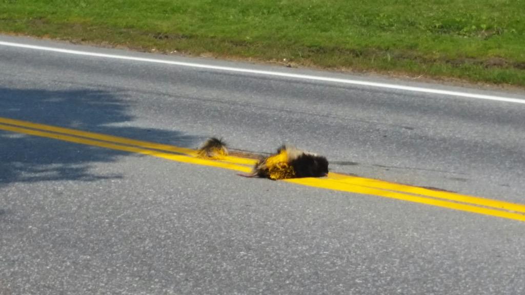 Skunk gets yellow stripe as crews paint the lines in Williston. We believe the skunk was dead before the paint job.