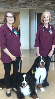 integriscancer's tweet image. Who couldn't love our Bernese Mountain Therapy Dogs, Gus and Bailey? #petlovers